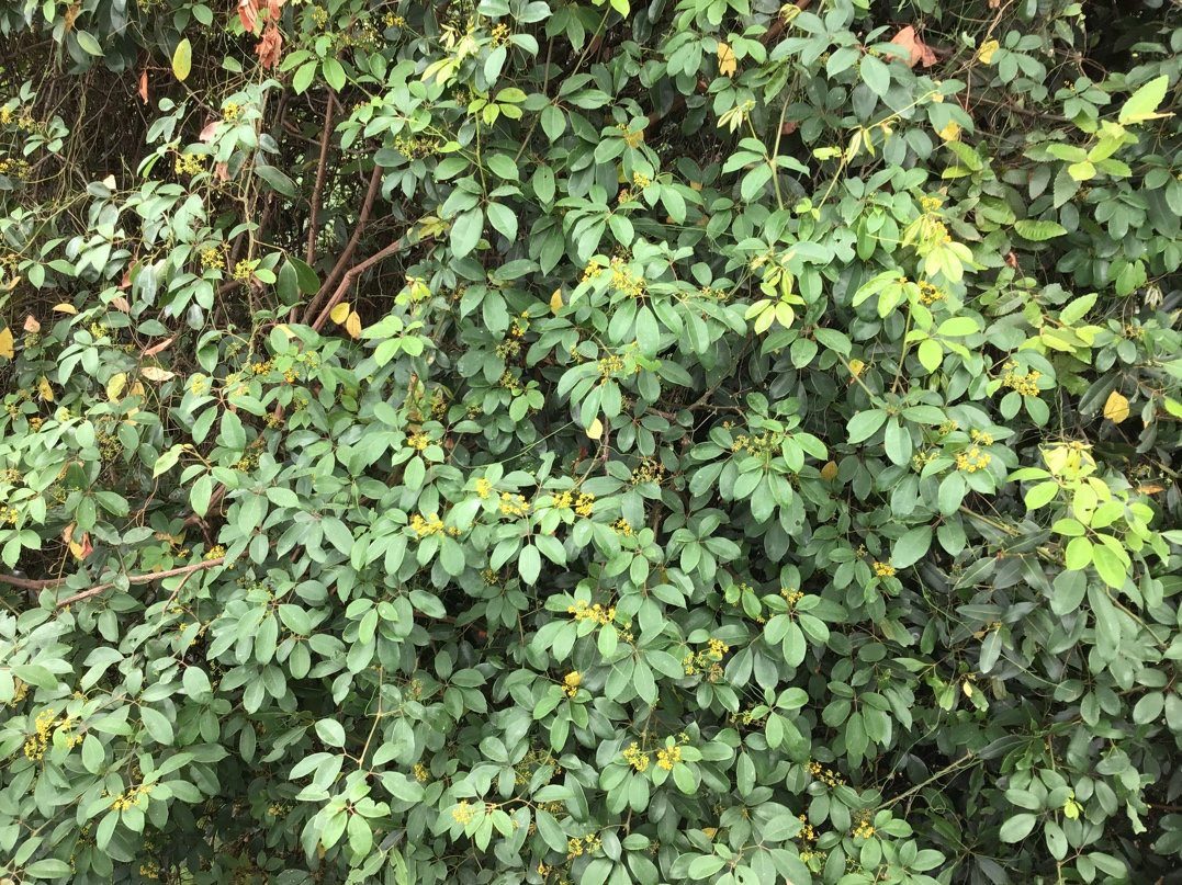 Blue Mountains Eco Tours-卡通巴必去景点