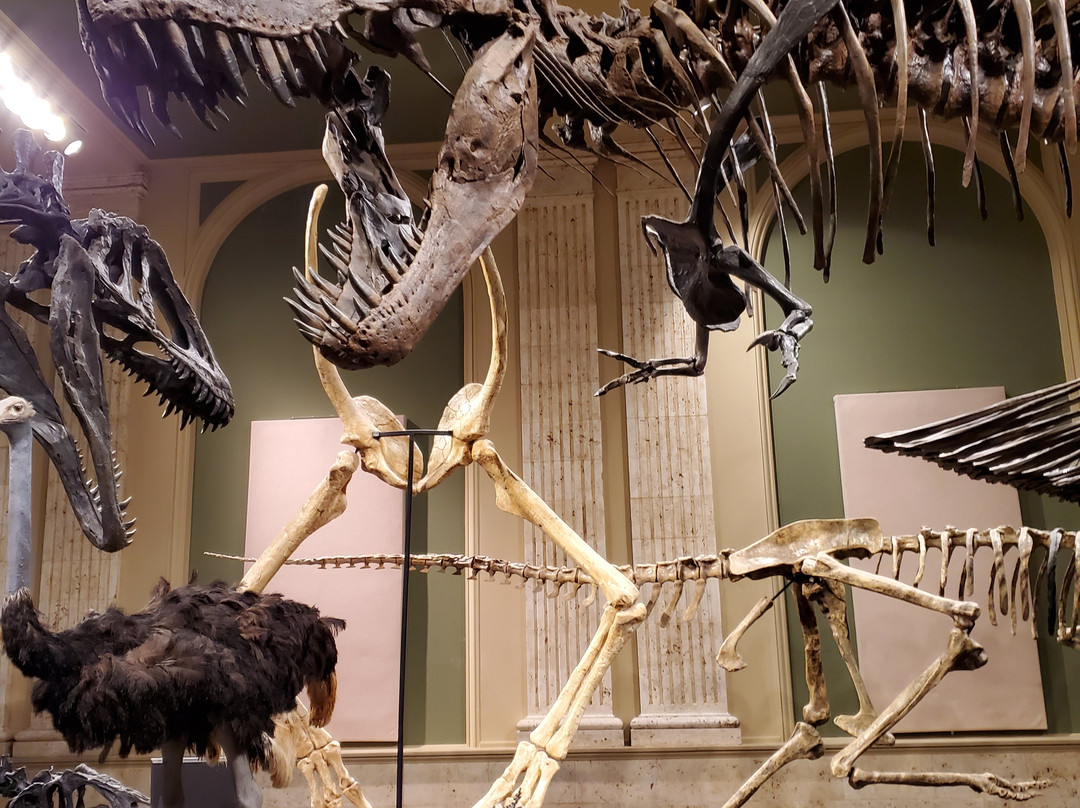 Dinosaur Discovery Museum景点图片