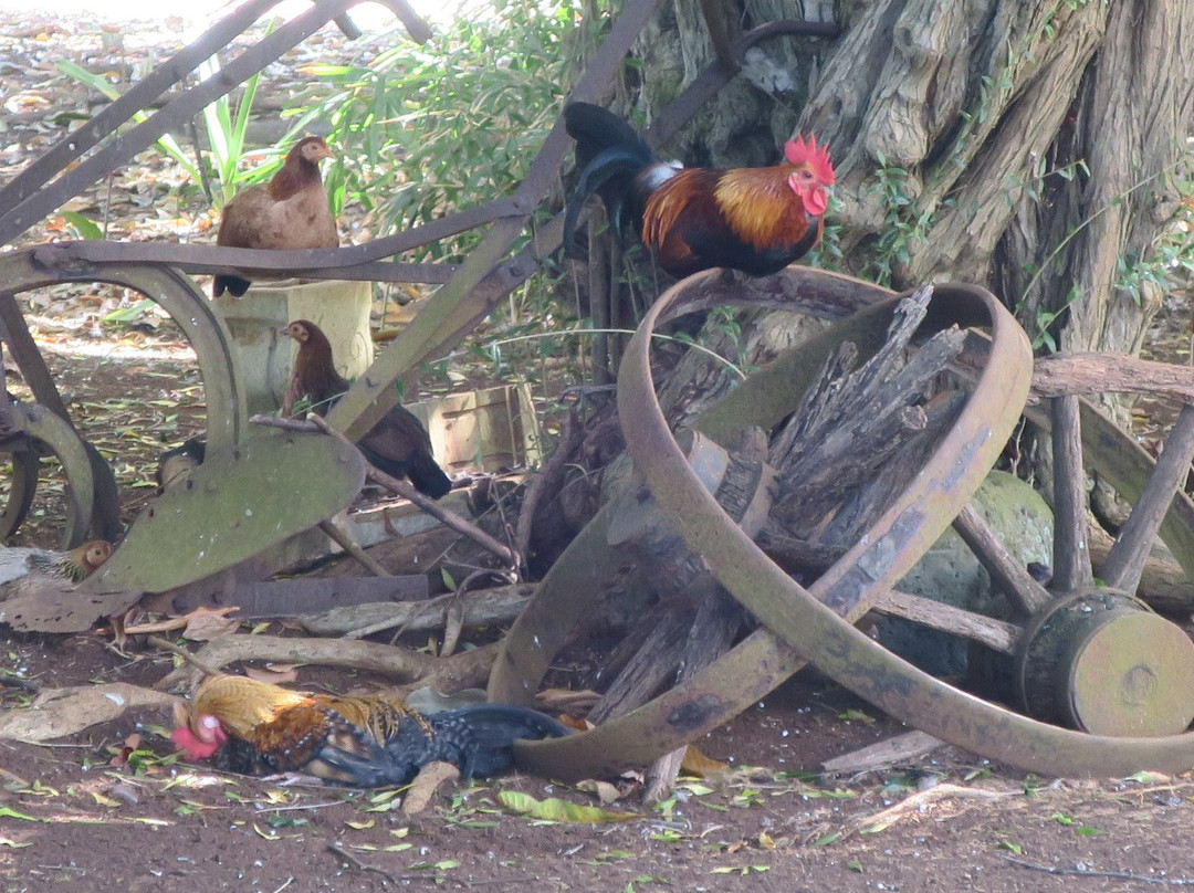 贝利之家博物馆-怀露库必去景点
