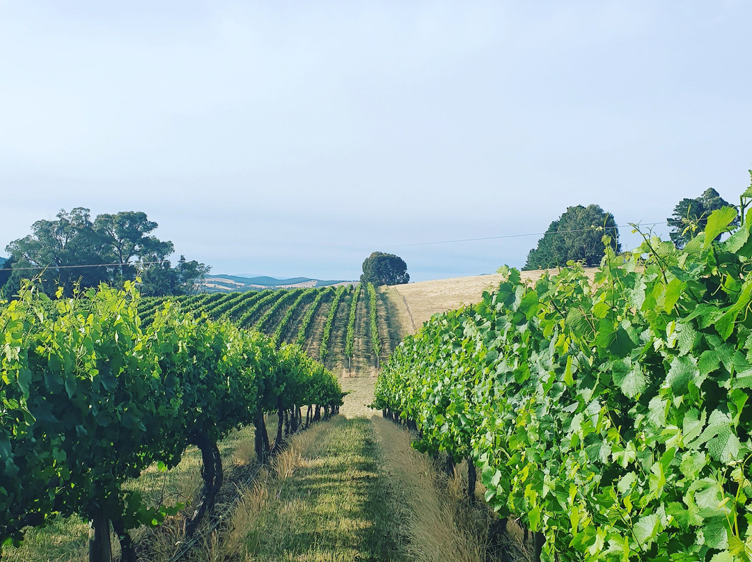 Johansen Wines景点图片