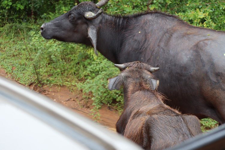 Earth Lanka tours-卡塔拉伽马必去景点
