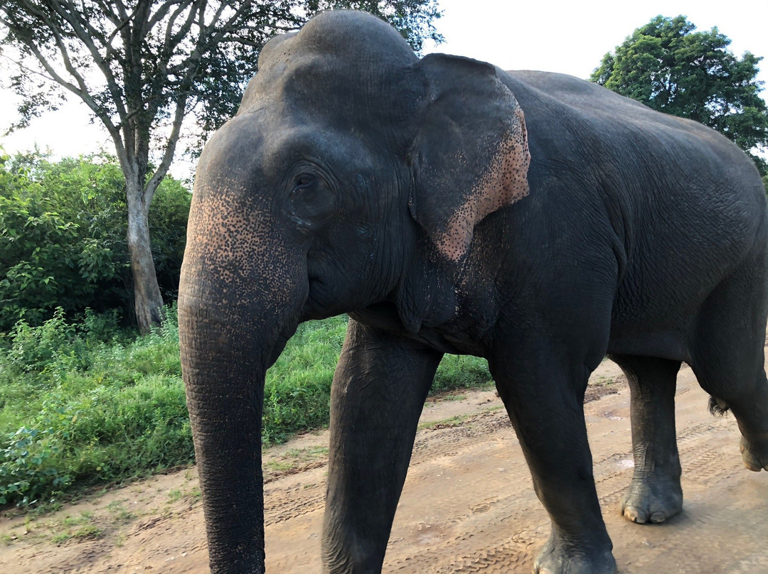 Udawalawe Trails景点图片