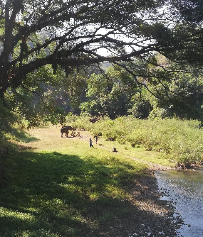 The Elephant Training Center Chiang Dao景点图片