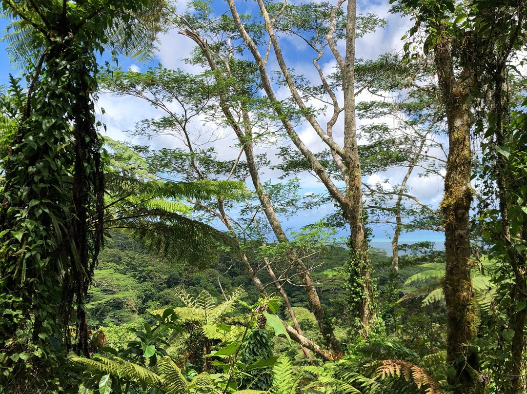 Rainforest Runaway Ecotours-阿皮亚必去景点