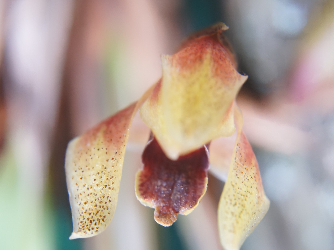 Forest of Orchids-Tenjo必去景点