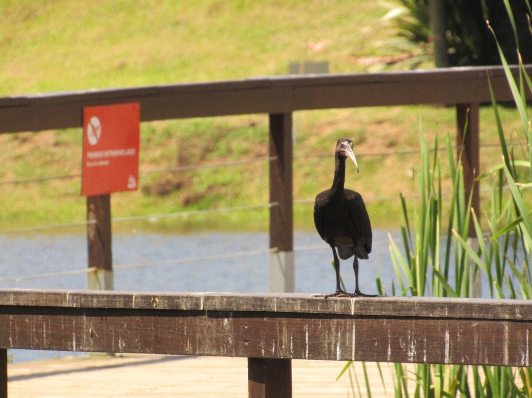 Parque Getúlio Vargas景点图片