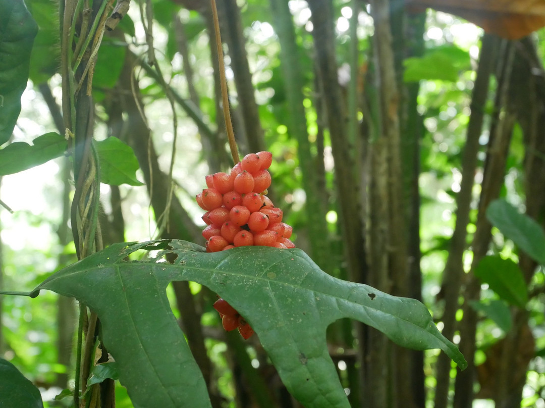 Erin Ijesha Waterfall (Olumirin Waterfalls)-Ijebu-Jesa必去景点
