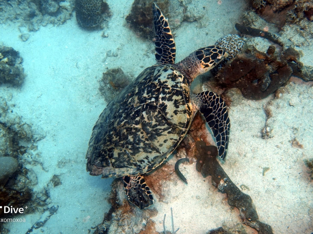 Dive'n Curacao-Sabana Westpunt必去景点