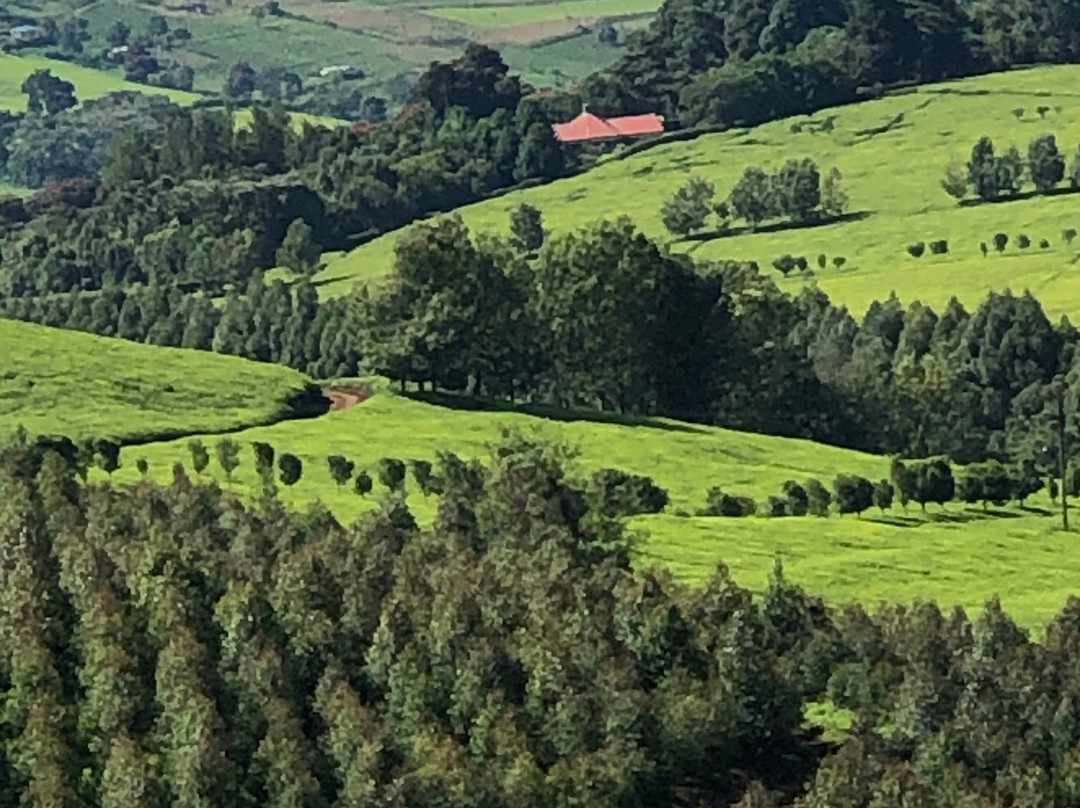 Kericho Tea Plantations景点图片