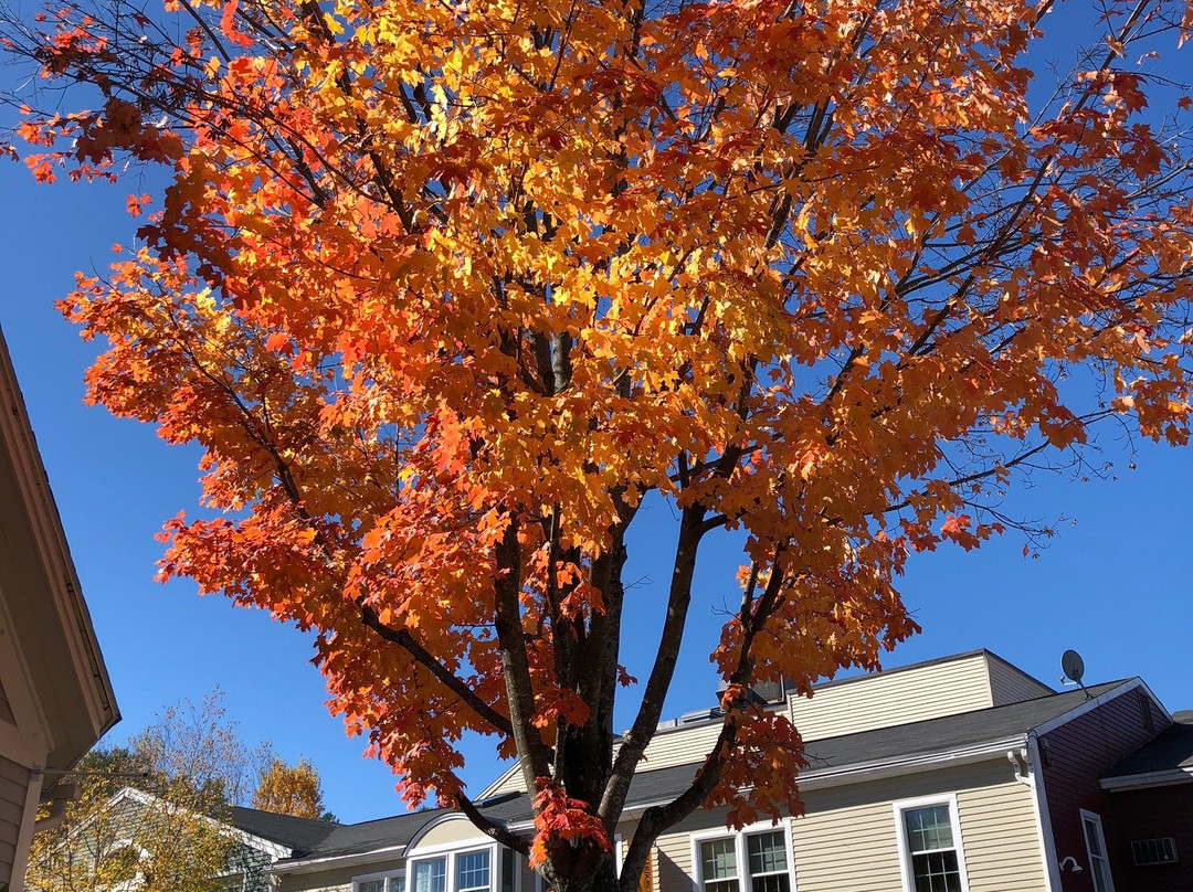 惠特科姆豪斯布里奇住宿加早餐酒店主图