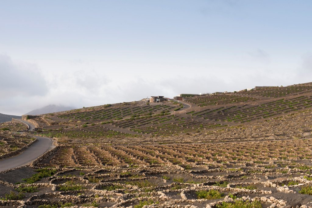 Bodegas Vega de Yuco景点图片