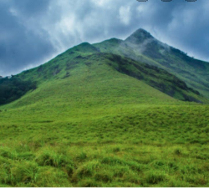 Wayanad Blooms主图