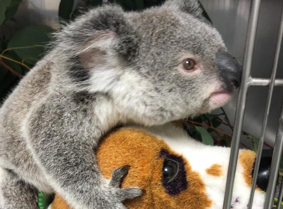 Magnetic Island Night Vision Tours-Magnetic Island必去景点