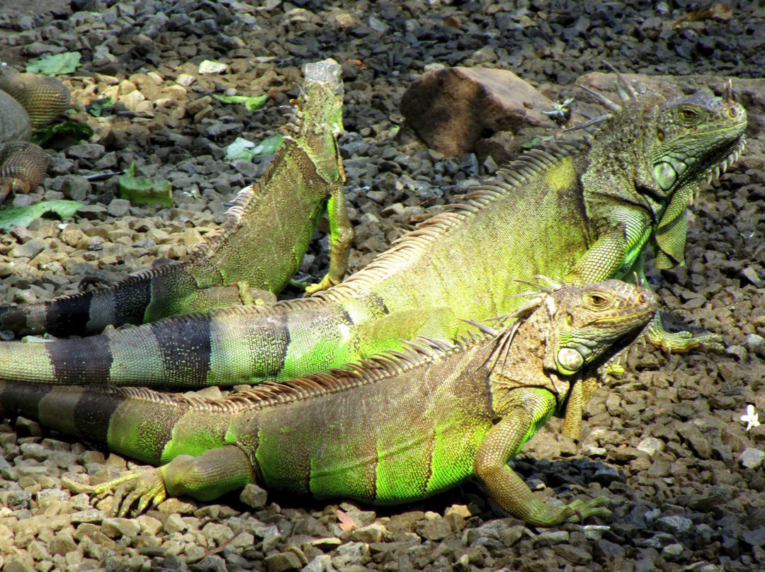 Iguanario Archundia景点图片