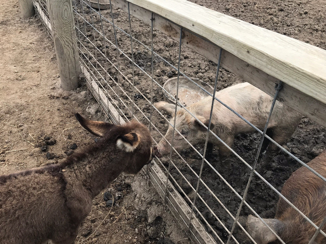 Fun Farm景点图片