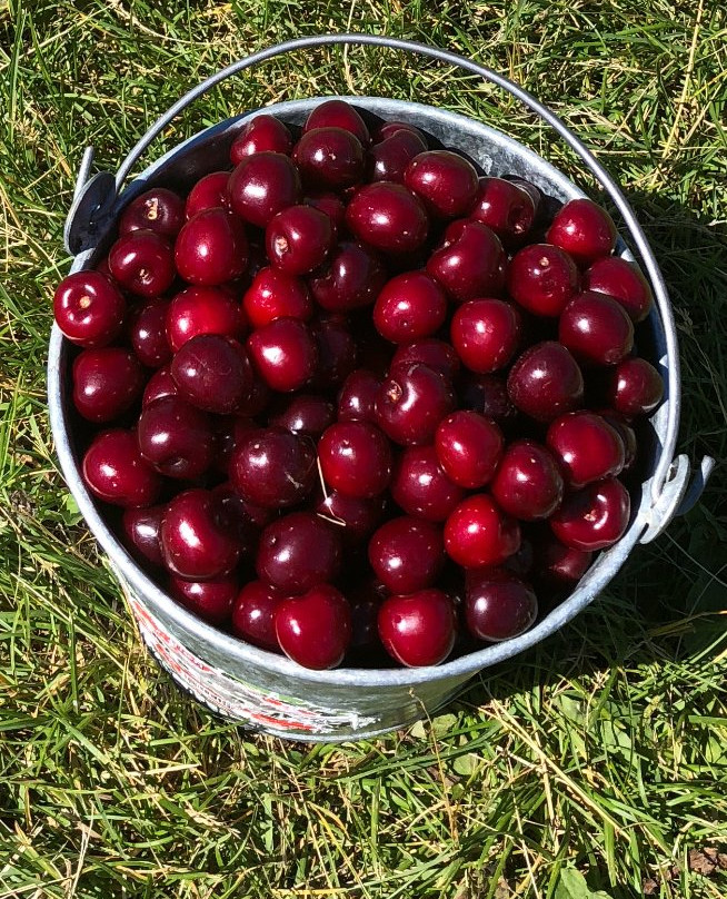 Brussels旅游景点-Paradise Farms Orchard