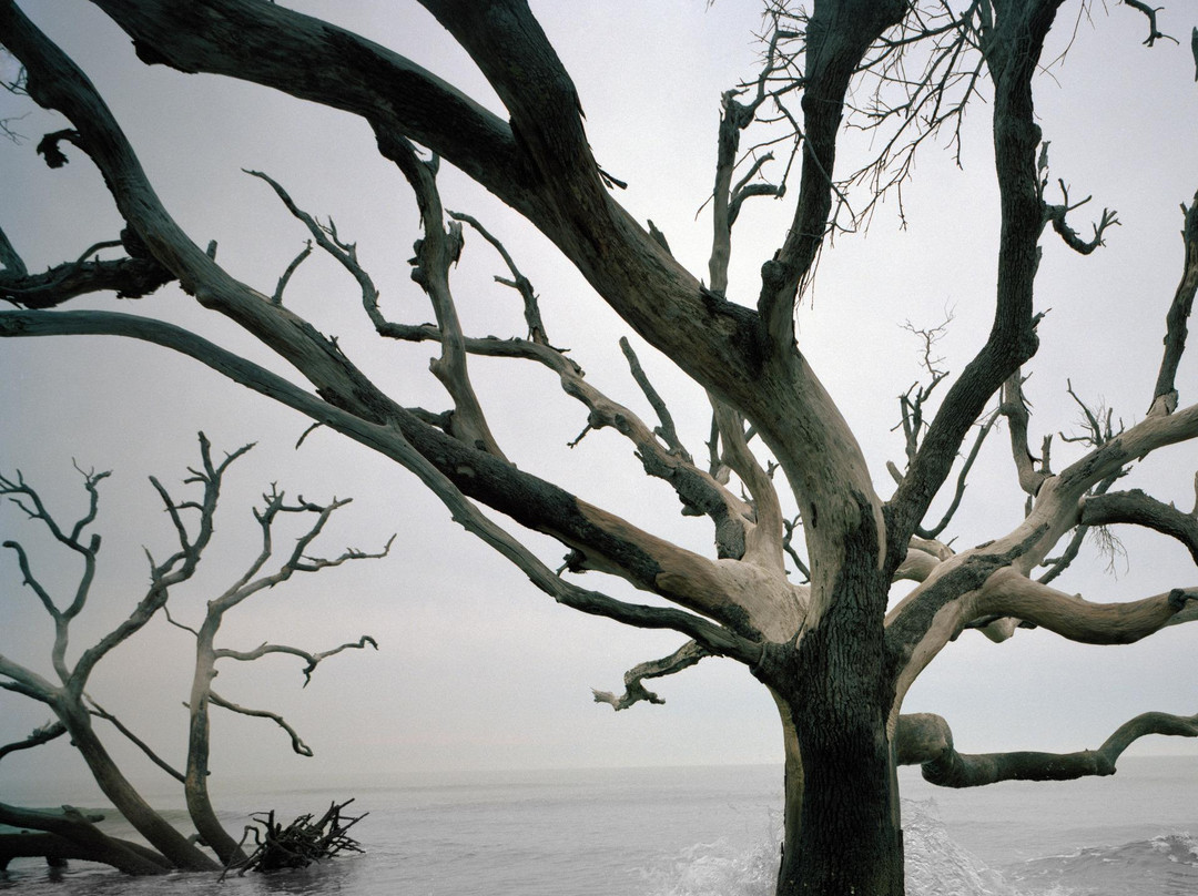 Cape Romain National Wildlife Refuge景点图片