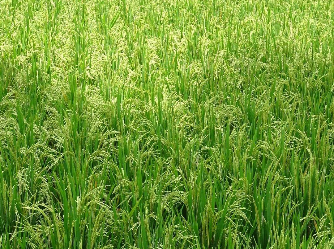 Bali Rural Commune-Taman Bali必去景点