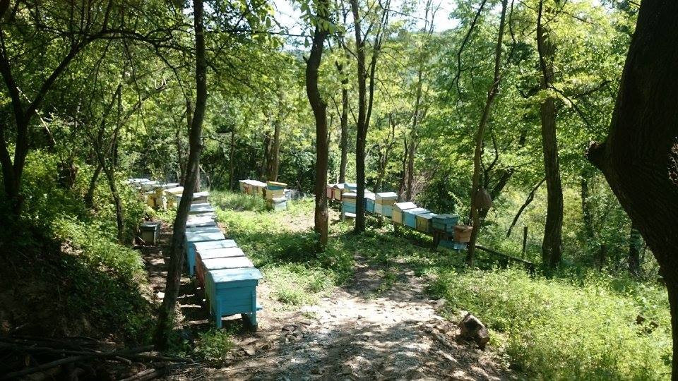Zarapovo Honey House-Vishovgrad必去景点