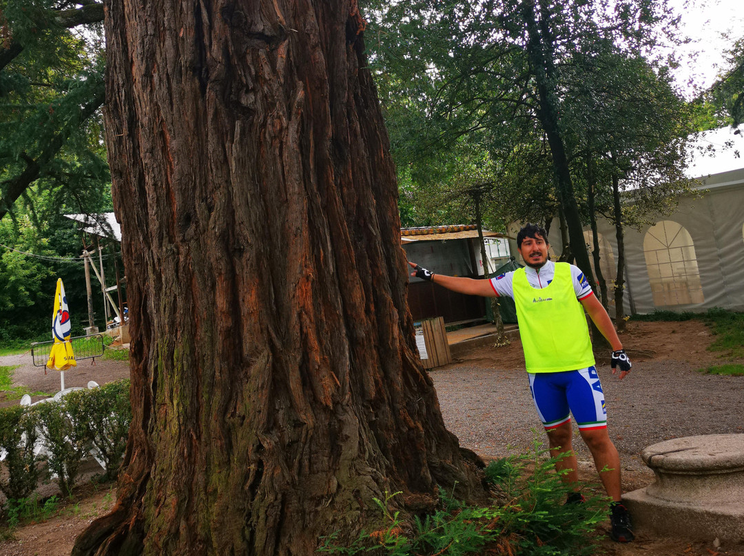 Pineta Bike景点图片