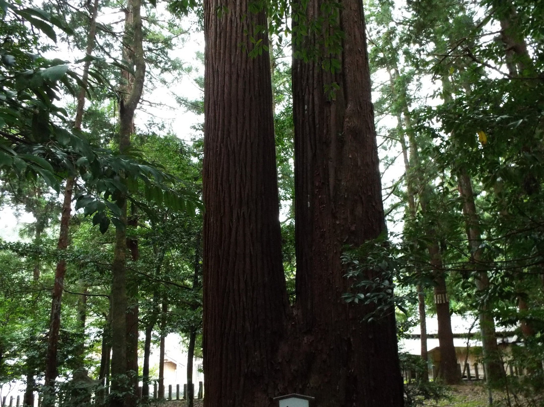 Wakasahiko Shrine Kamisha景点图片