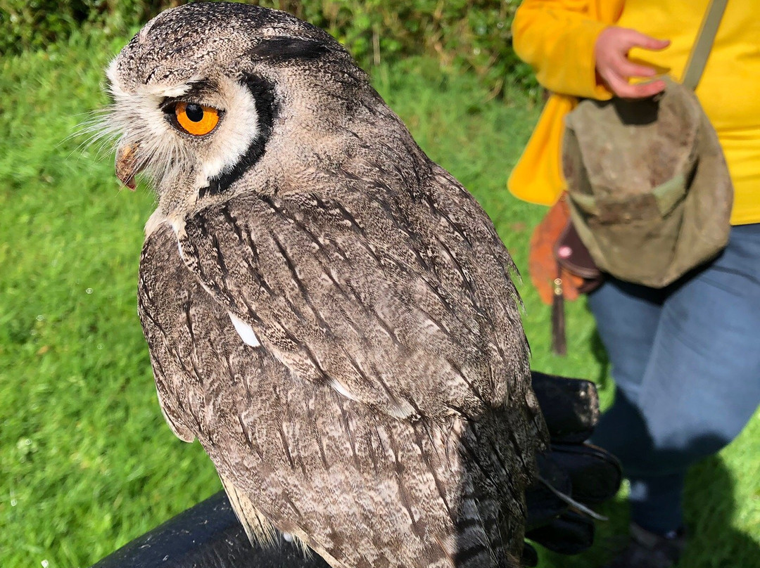 The Secret Owl Garden景点图片