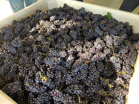 Oregon Select Wine Tours-纽伯格必去景点