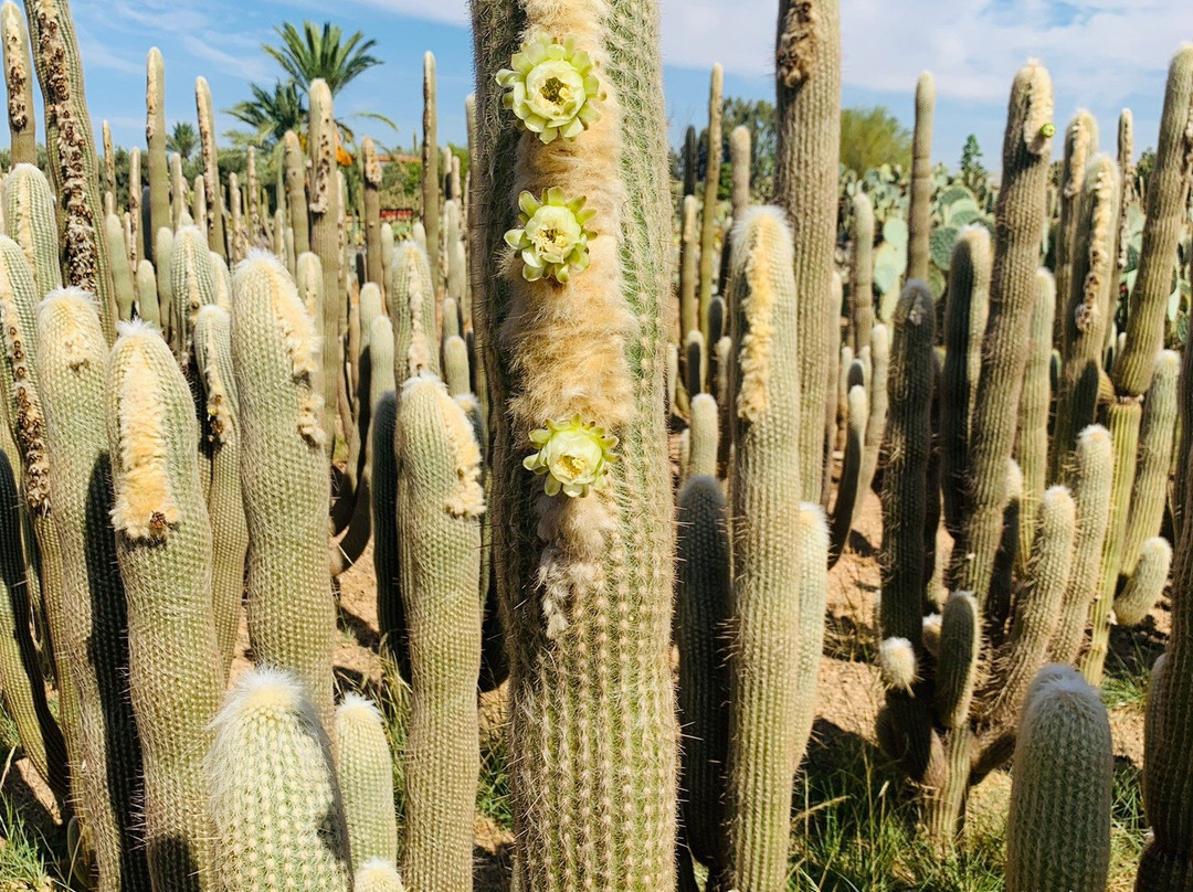 Cactus Thiemann景点图片