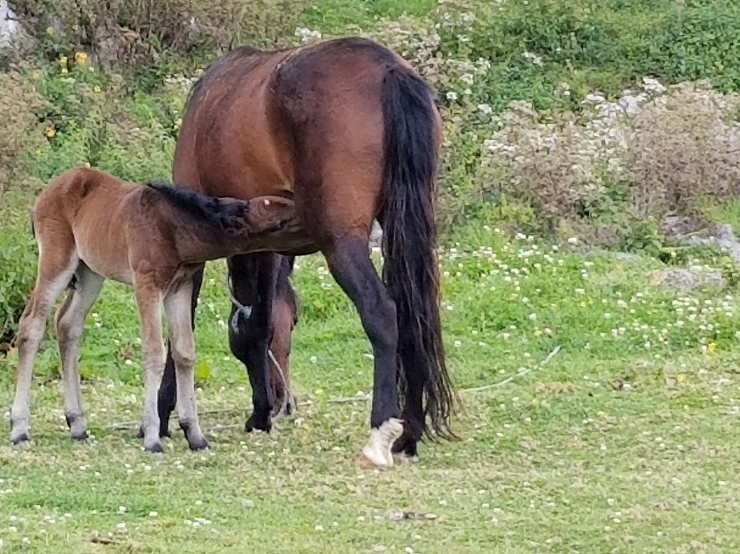 Kuelap Adventure-Chachapoyas必去景点