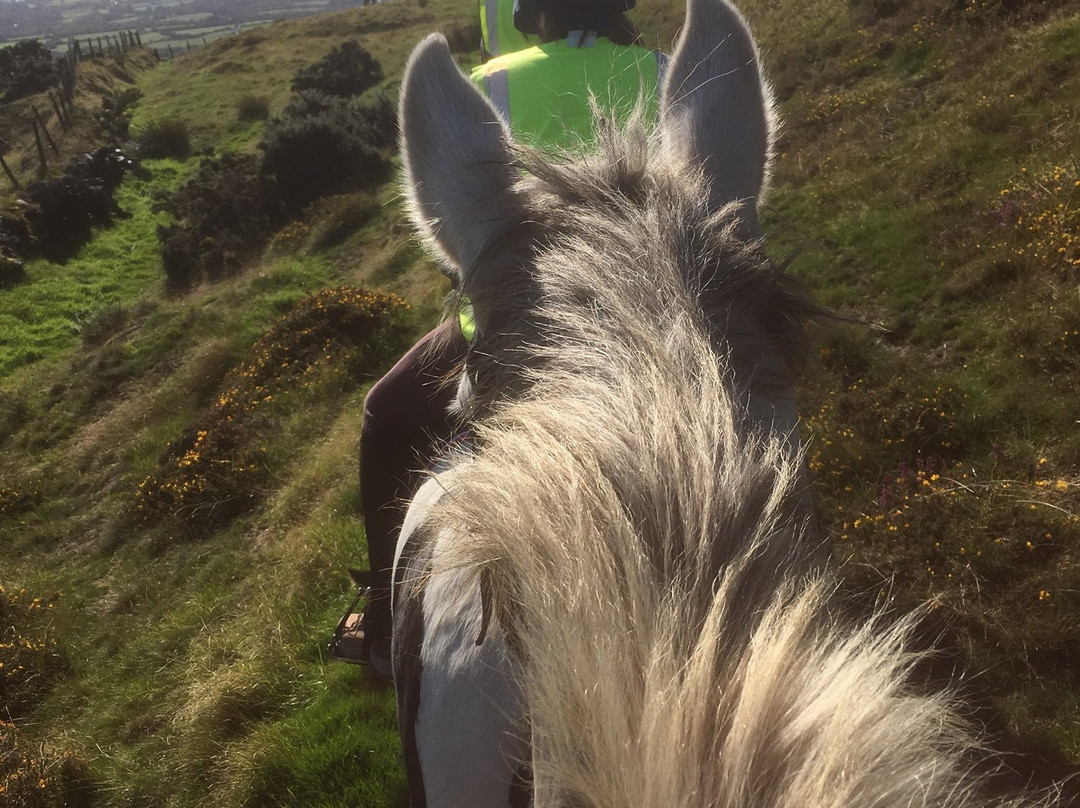 Preseli Pony Trekking-Mynachlogddu必去景点