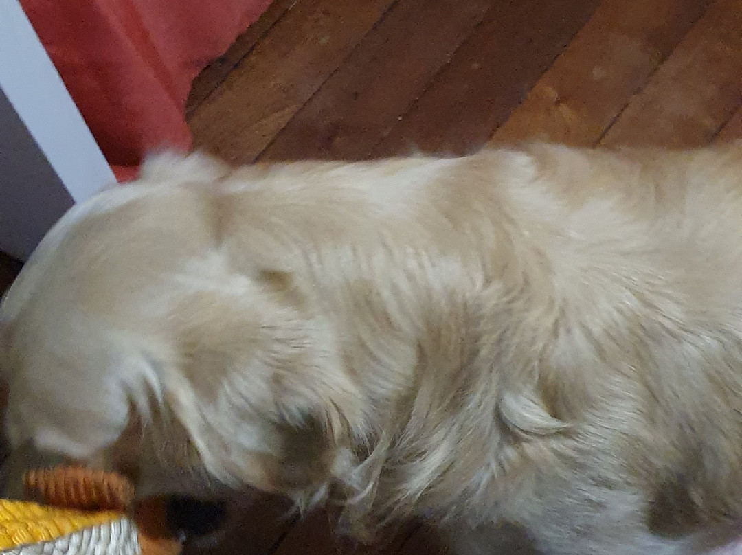 Hostal Majo Temuco主图