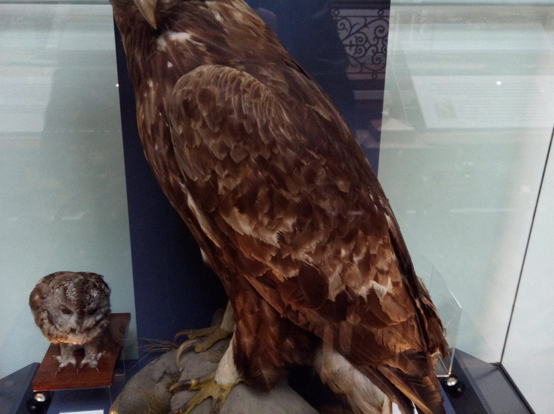 The Falconer Museum-福里斯必去景点