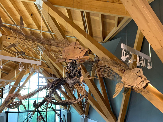 Philip J. Currie Dinosaur Museum-Wembley必去景点