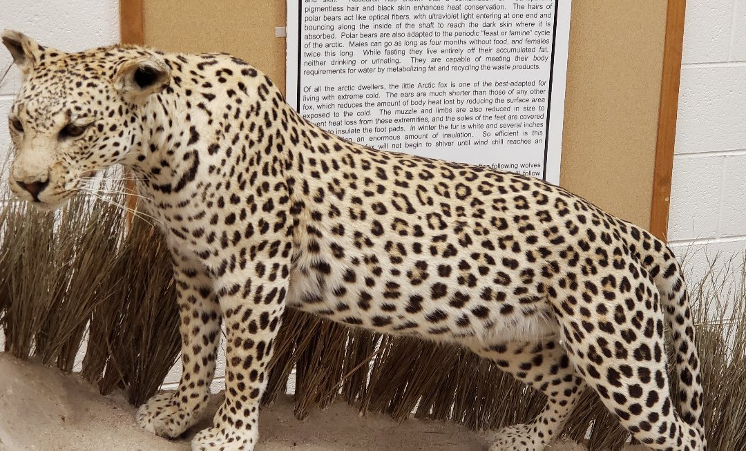 Werner Wildlife Museum-卡斯珀必去景点