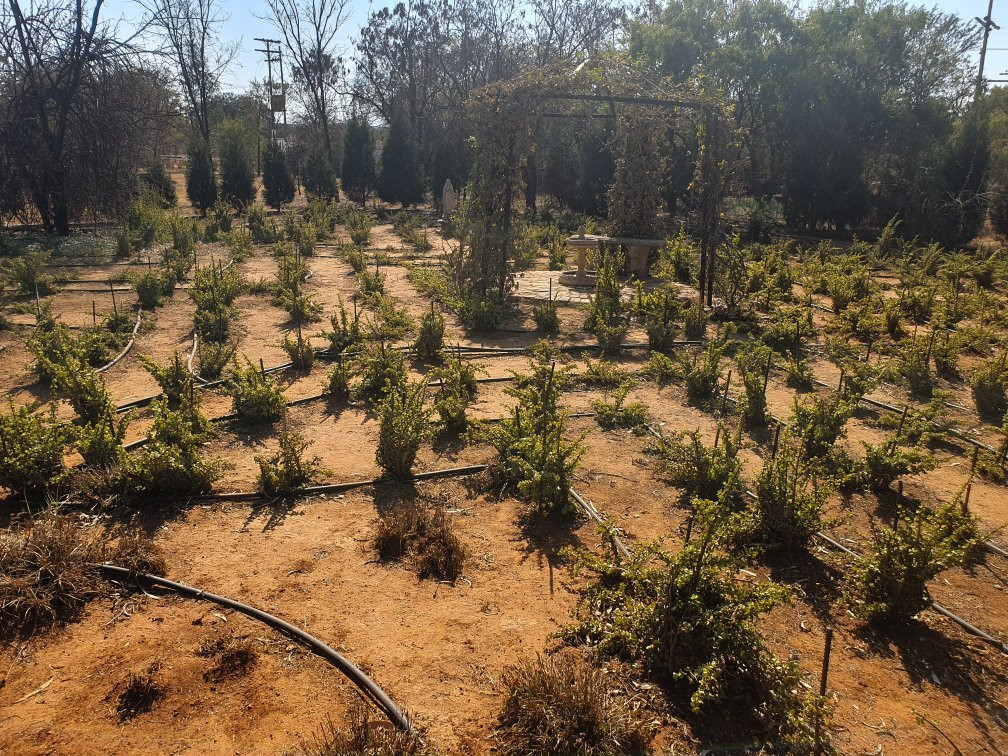 Yesterday's Dream主图