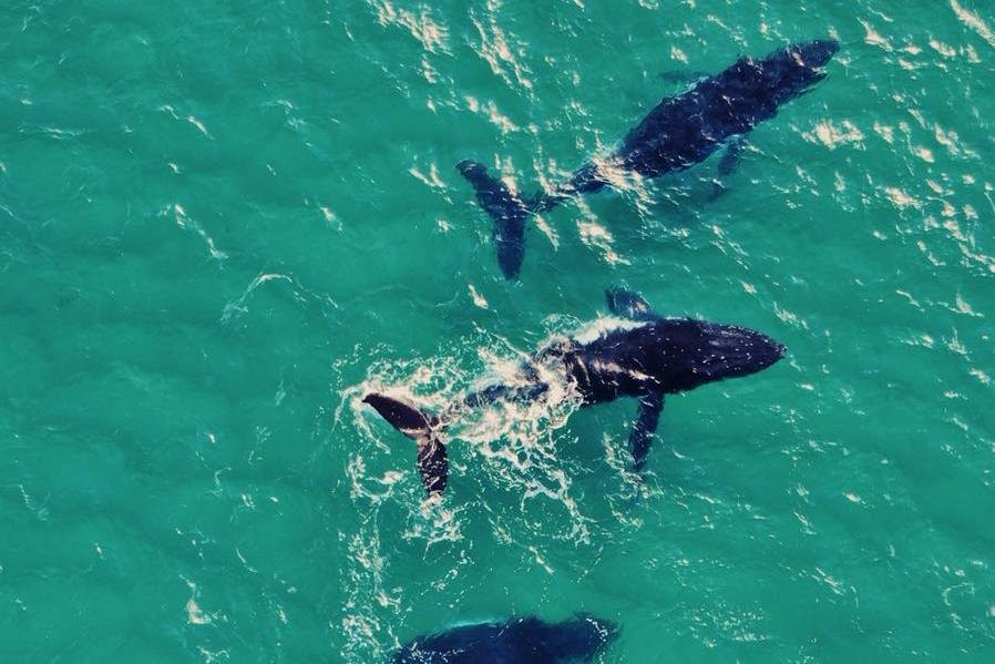 Spanish Driver & Guide / Guía y chofer en español-基督城必去景点