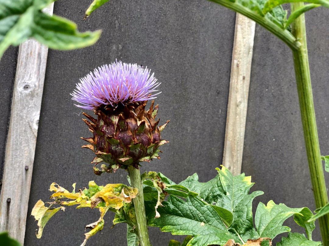 Abriachan Nurseries - The Garden On Loch Ness-Abriachan必去景点