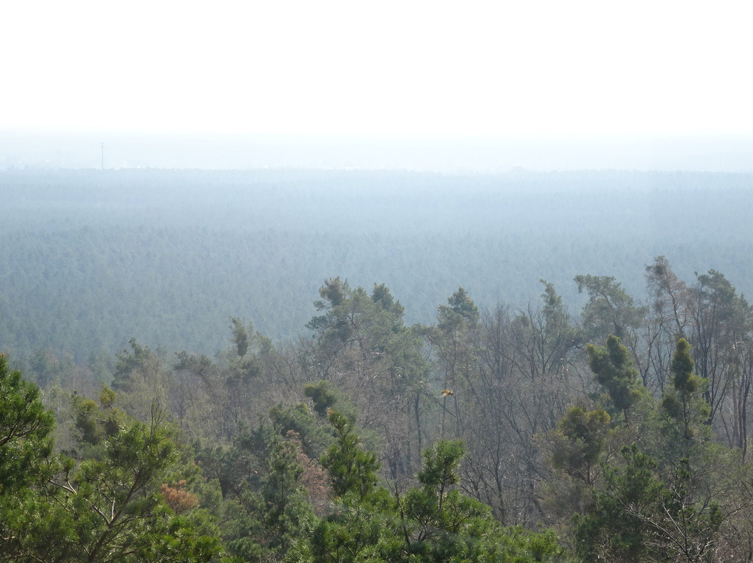 Aussichtsturm Woltersdorf景点图片
