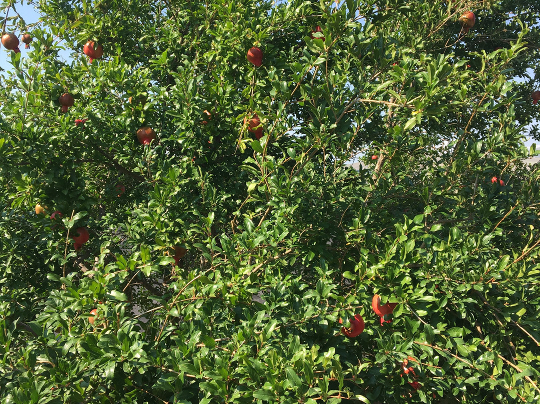 Khidistavi旅游攻略图片