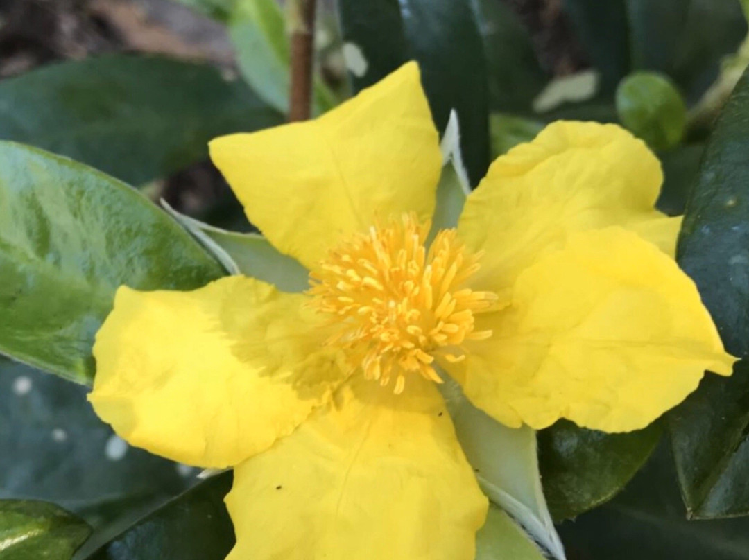 Joseph Banks Native Plants Reserve景点图片