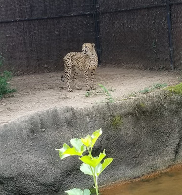 2025年2月Memphis Zoo景点攻略-Memphis Zoo门票预订|地址|图片-Memphis Zoo景点点评-猫途鹰