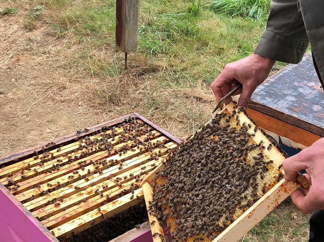 Le Rucher de L'Abeille Noire景点图片