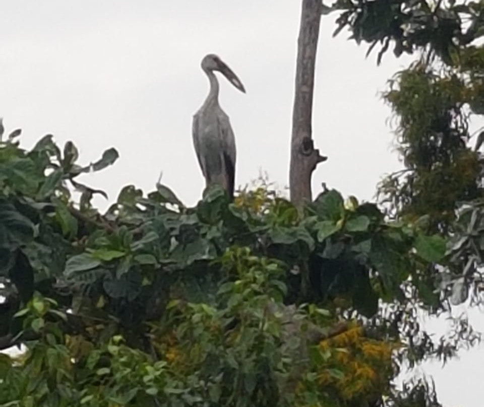 Mawella Bird Sanctuary Bird Watching-唐卡拉必去景点