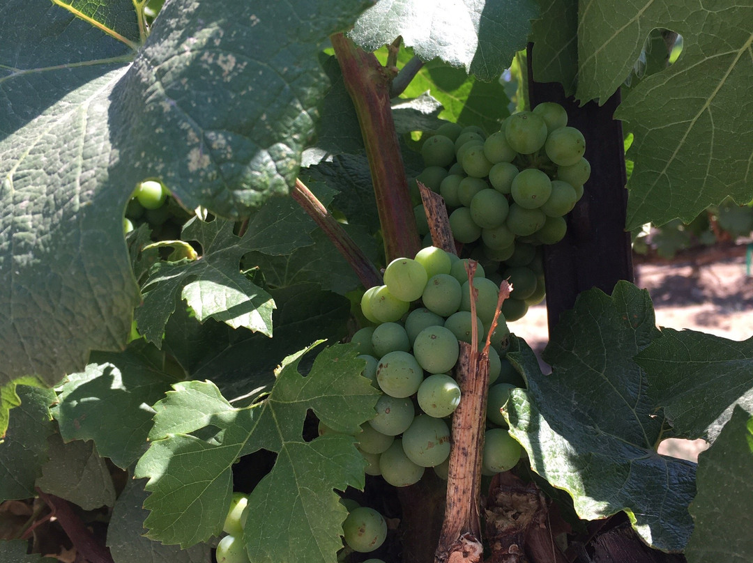 Silver Lake Winery景点图片