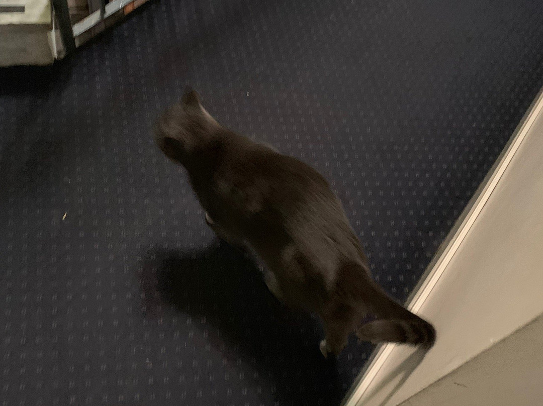 Albergo Valsangone主图