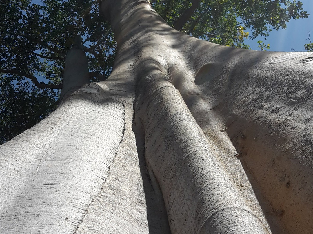 Big Tree Sambelia-Sambelia必去景点