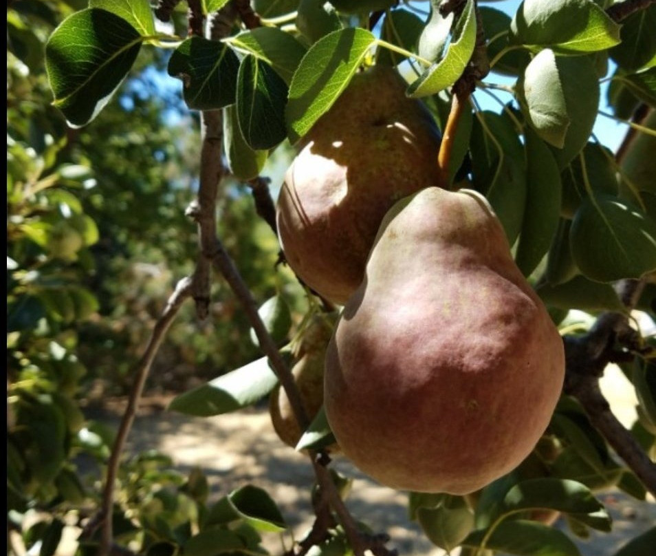 O'Dell's Organic Orchard景点图片