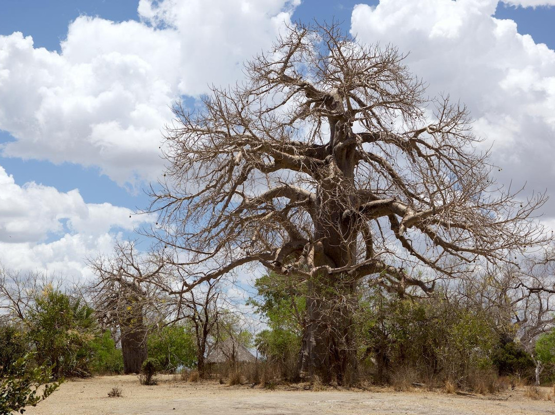 Naza's Tanzania Safari-Dar es Salaam必去景点