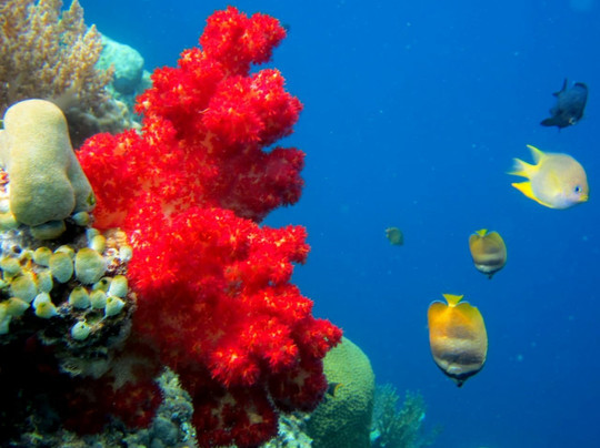 Arum Dive Pemuteran-佩母德兰必去景点