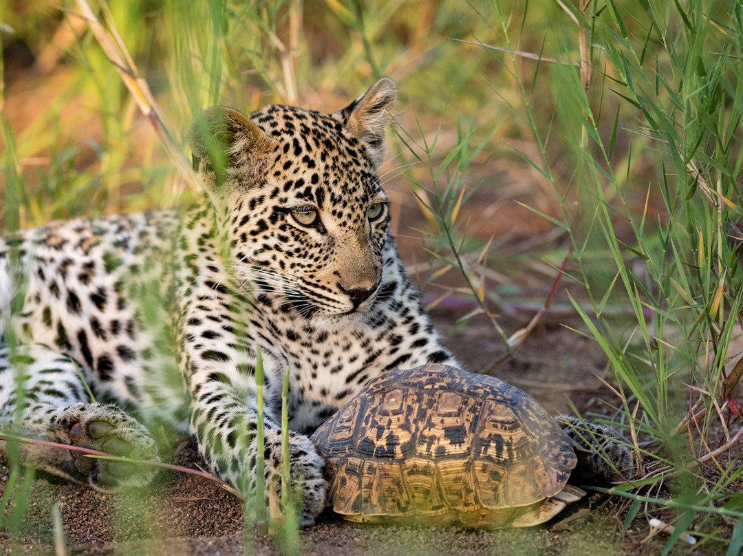 Enzuri Safari Co.-达拉斯必去景点